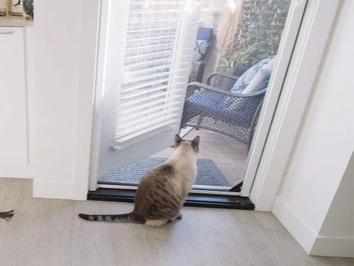 Pet Proof Retractable Screen Doors in San Marcos for Homes That Love Fresh Air and Pets