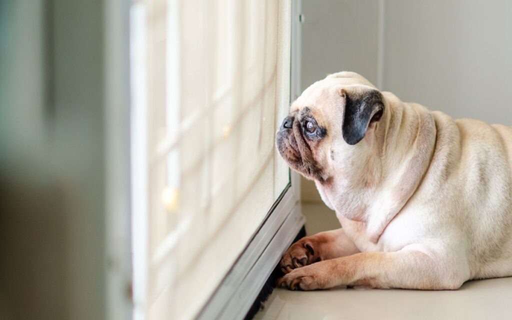 Pet Proof Retractable Screen Doors in Temecula for a More Comfortable and Durable Home