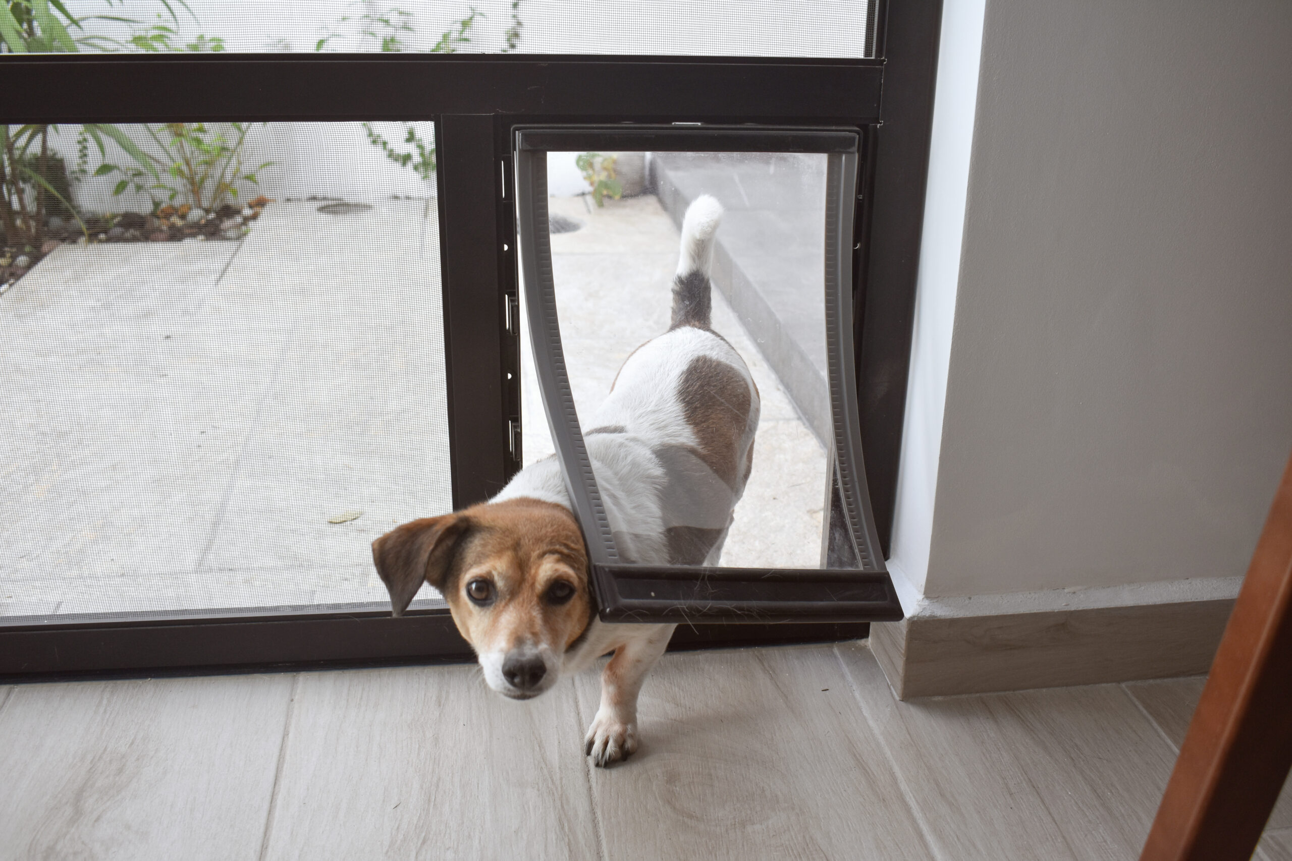 Why Pet Screen Repair in Temecula Is a Smart Upgrade for Pet-Friendly Homes
